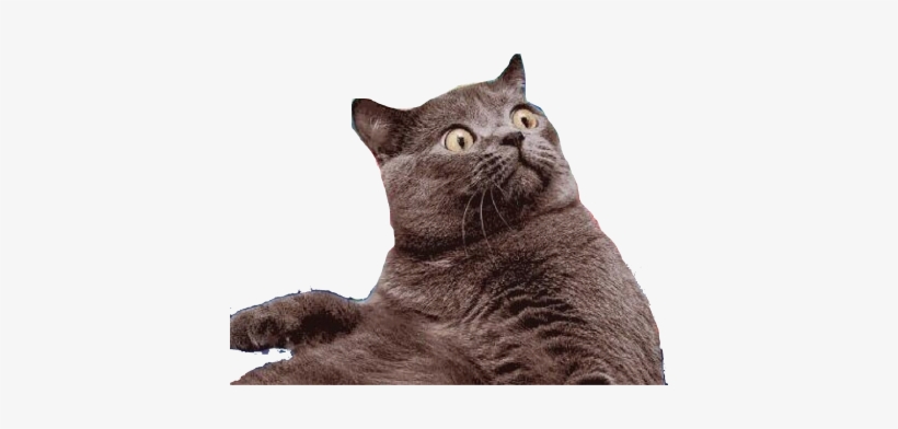 Laser-cat - Your Mom Calls You By Your Full Name Cat, transparent png download