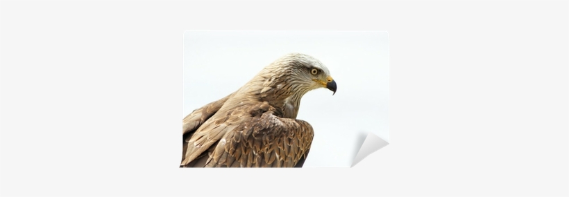 Red-tailed Hawk, transparent png download