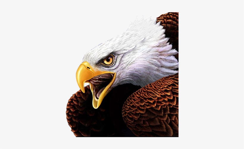 Aguiluchos Desde Chiquitico - Png De Aguilas, transparent png download