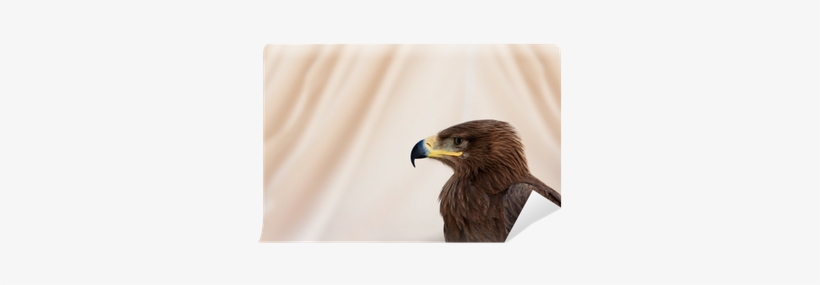 Golden Eagle, transparent png download