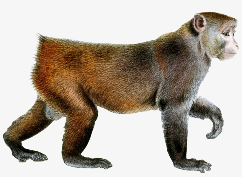 Free Monkey - Rhesus Monkey Png, transparent png download