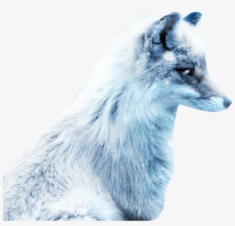 Arctic Snow Fox Png Image - Arctic Fox, transparent png download