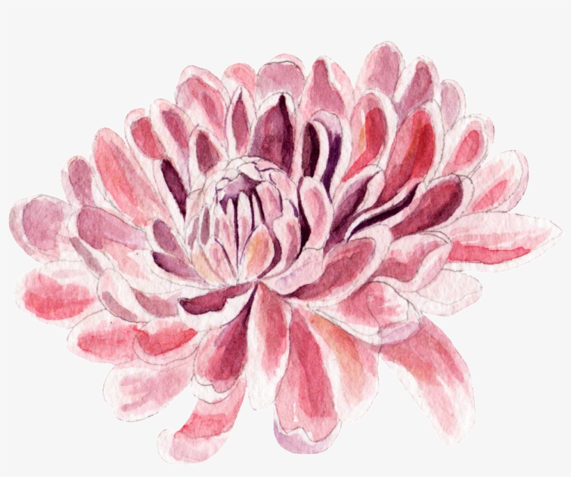 This Graphics Is Crab-shaped Chrysanthemum Transparent - Watercolor Painting, transparent png download