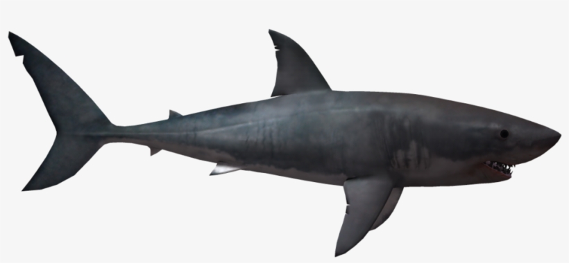 Visit - Great White Shark Png Transparent, transparent png download