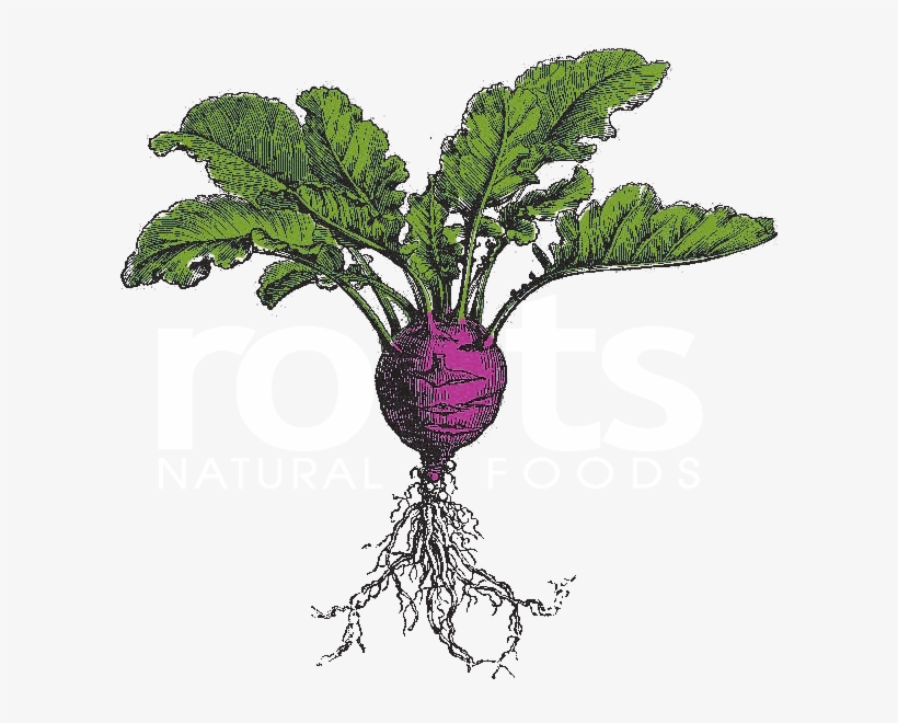 Roots, transparent png download