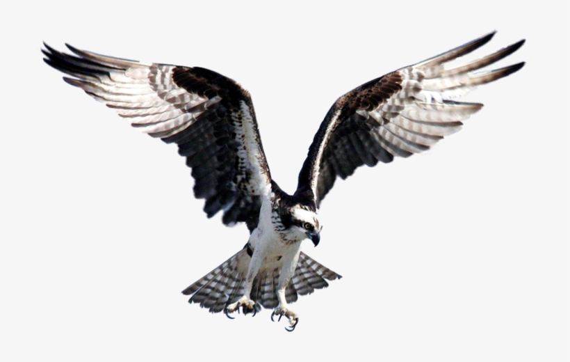 Image Free Library Hawk Fisher Png By Lg On Deviantart - Osprey Bird, transparent png download