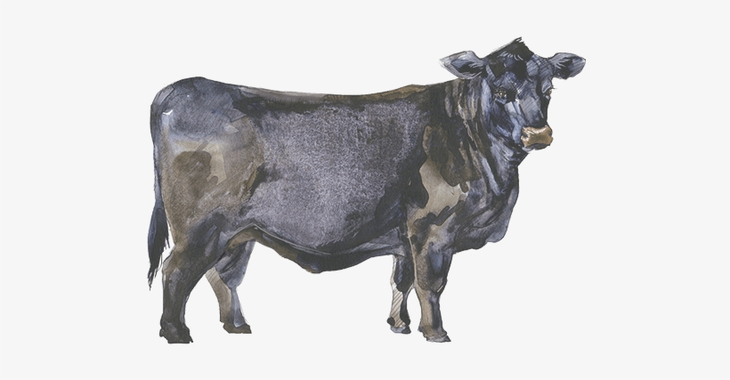 More About Our - Black Angus Cow Watercolor, transparent png download