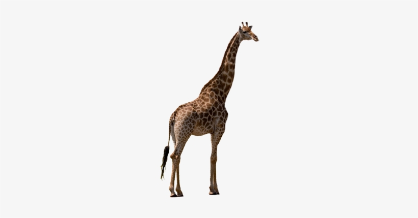 Giraffe - Giraffe Png, transparent png download