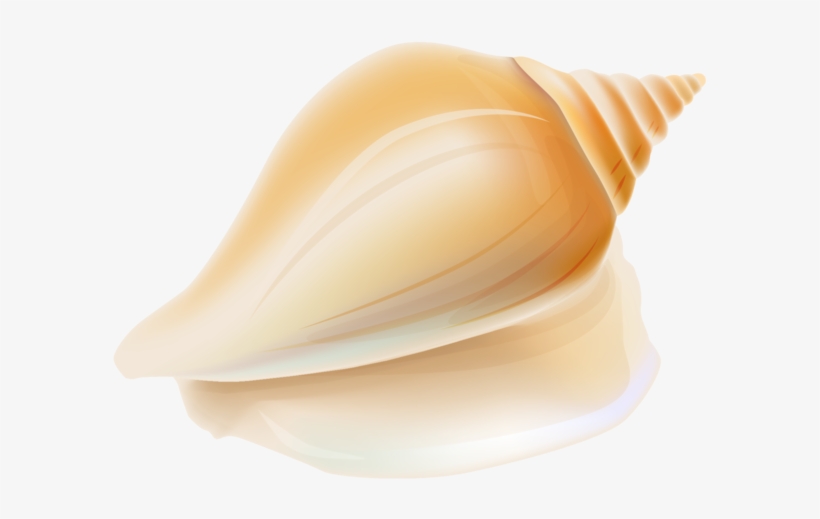 Transparent Seashell Clipart - Transparent Background Seashell Clipart, transparent png download