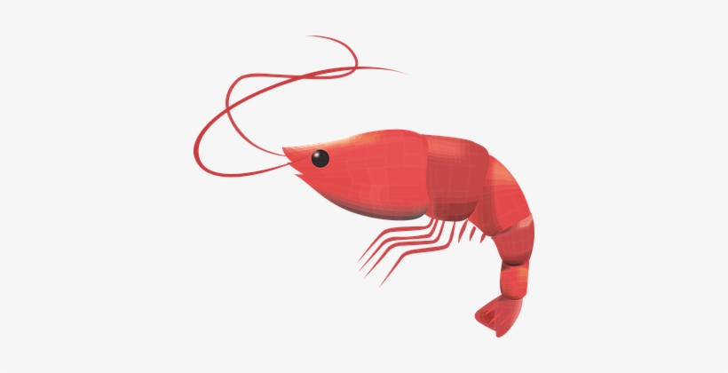 Prawn, Crustacean, Seafood, Fresh - Scampi Clip Art, transparent png download