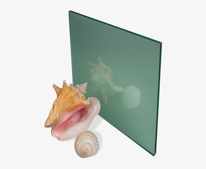 Conch, transparent png download