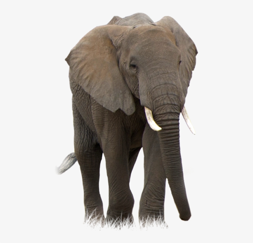 African Bush Elephant Transparent, transparent png download