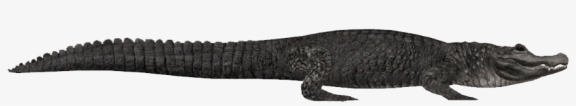 60 1 1413898783 - Nile Crocodile, transparent png download