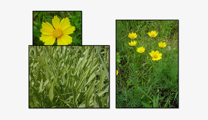 Tallgrass Restoration - Lance-leaved Coreopsis, transparent png download