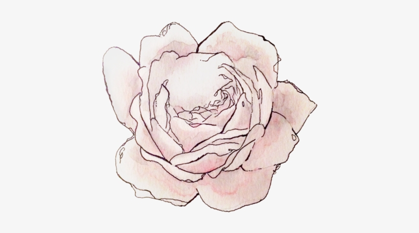 Mason Witzel Art Artwork Illustration Drawing Tattoo - Hybrid Tea Rose, transparent png download