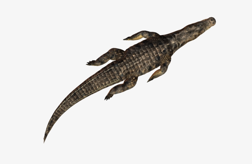 Croc Swim - Nile Crocodile, transparent png download