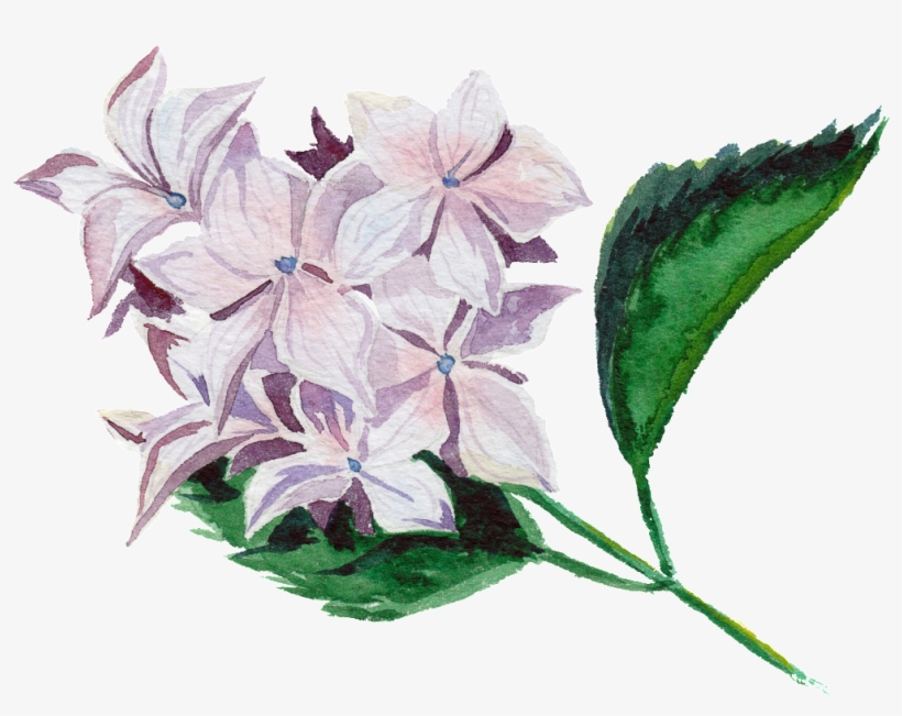 Modern Hand Painted Transparent Watercolor Flowers - Watercolor Painting, transparent png download