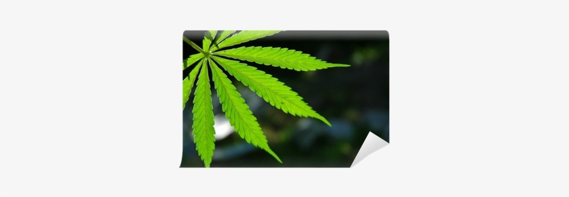 Marijuana Leaf, transparent png download