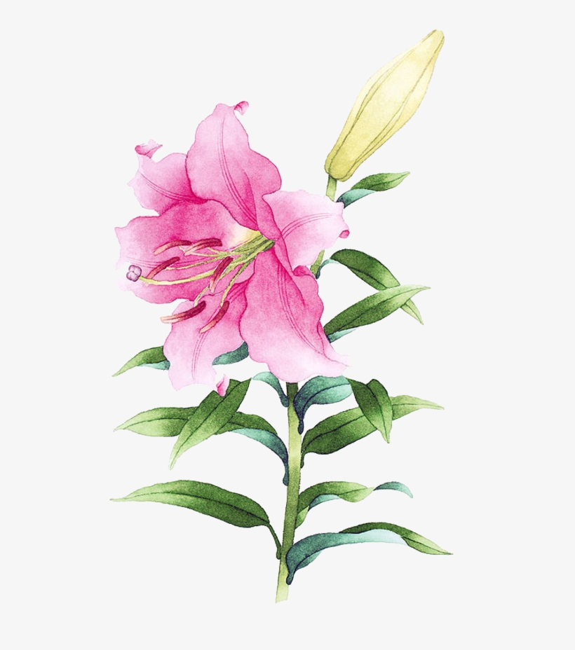 Clip Freeuse Library Drawing Lily Watercolor - Watercolor Lily, transparent png download