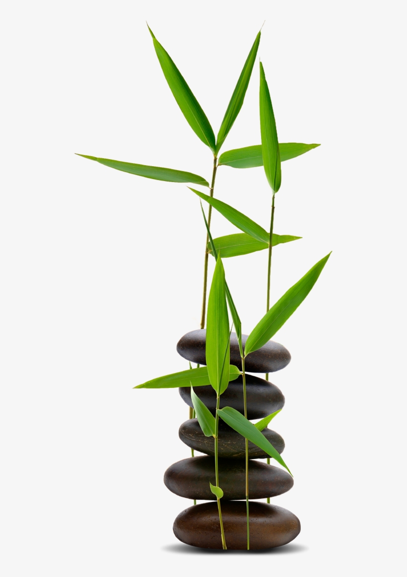 Bamboo Zen & Spa - Feng Shui For Dummies, transparent png download