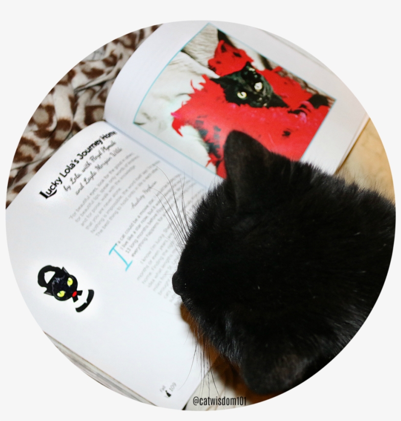 Remembering Lola Black Cats Tell All - Cat, transparent png download