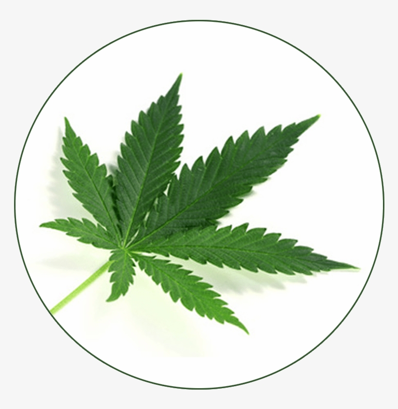 Hemp Biomass - Cannabis, transparent png download
