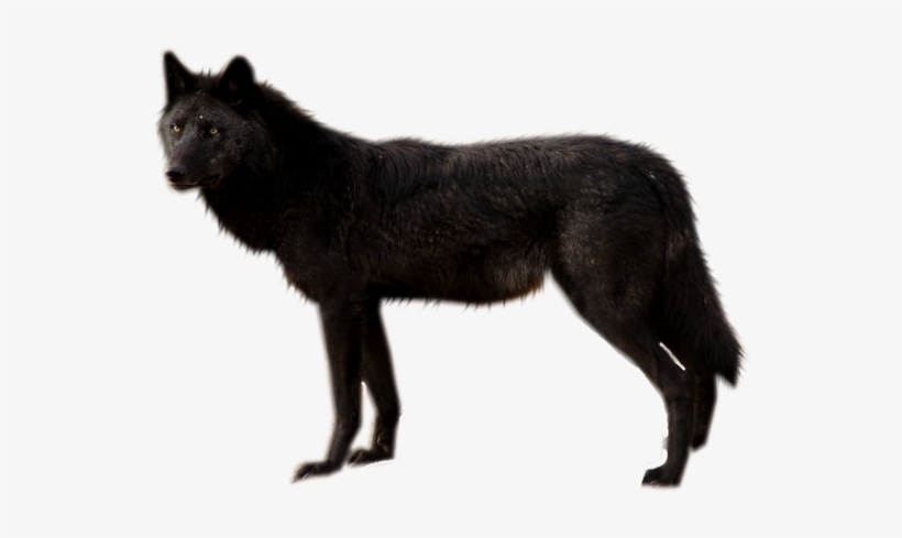 Visit - Wolf, transparent png download