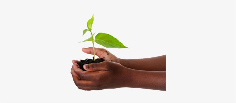 Previous Item Seedling-1558599 1920 Next Item Manos - O Chao De Terra, transparent png download