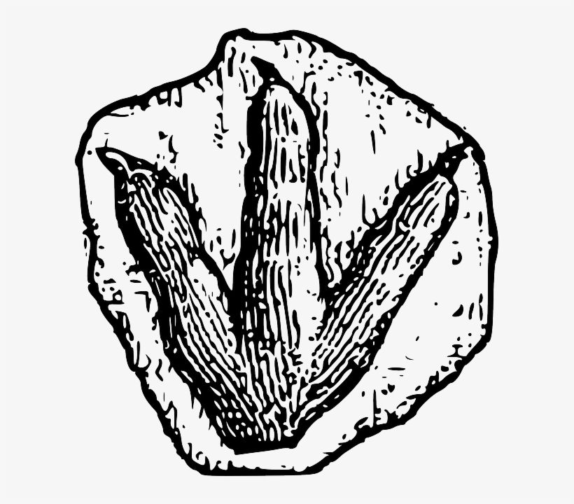 Footprint, Petrified, Lithified, Transfixed, Fossil - Dinosaur Fossil Clip Art, transparent png download