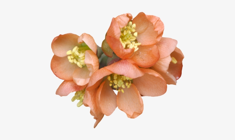 Visit - Flower, transparent png download