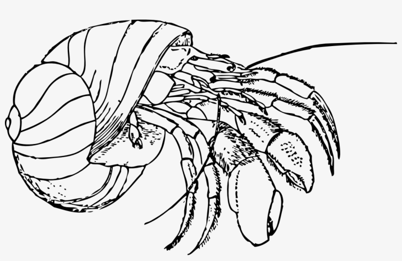 Clip Arts Related To - Hermit Crab Black And White, transparent png download