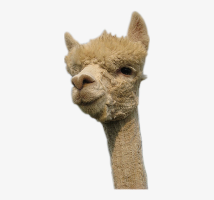 Banner Library Llama Head Png For Free Download - Alpaca Transparent, transparent png download