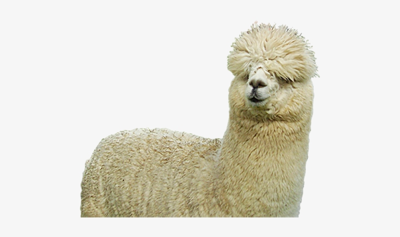 Carlos, The Alpaca - Alpaca Png, transparent png download