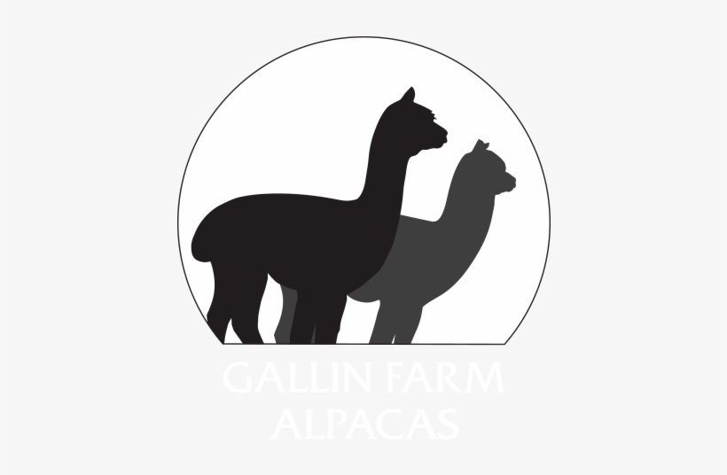 Home Gallin Farm Alpacas And Farmstay - Alpacas Silhouette, transparent png download