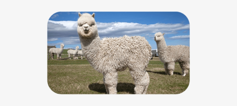 We'll Keep Your Alpacas, Camels And Llamas Fighting - Alpaca Fit, transparent png download