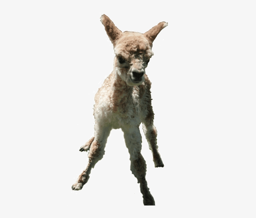 Alpacas Offer Something For Everyone - Roe Deer, transparent png download