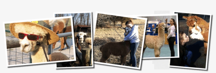 Hart So Big Alpaca Farm - Alpaca, transparent png download