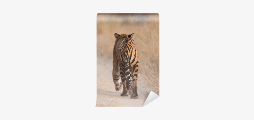 Tiger, transparent png download