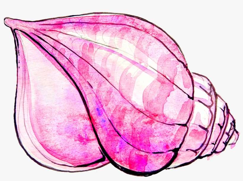 Conch Shell Transprent Png, transparent png download