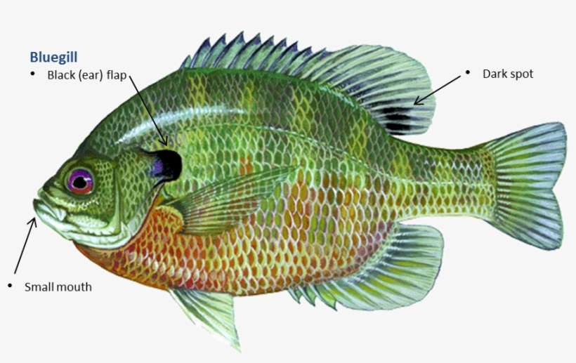 Bluegill Tilapia, transparent png download