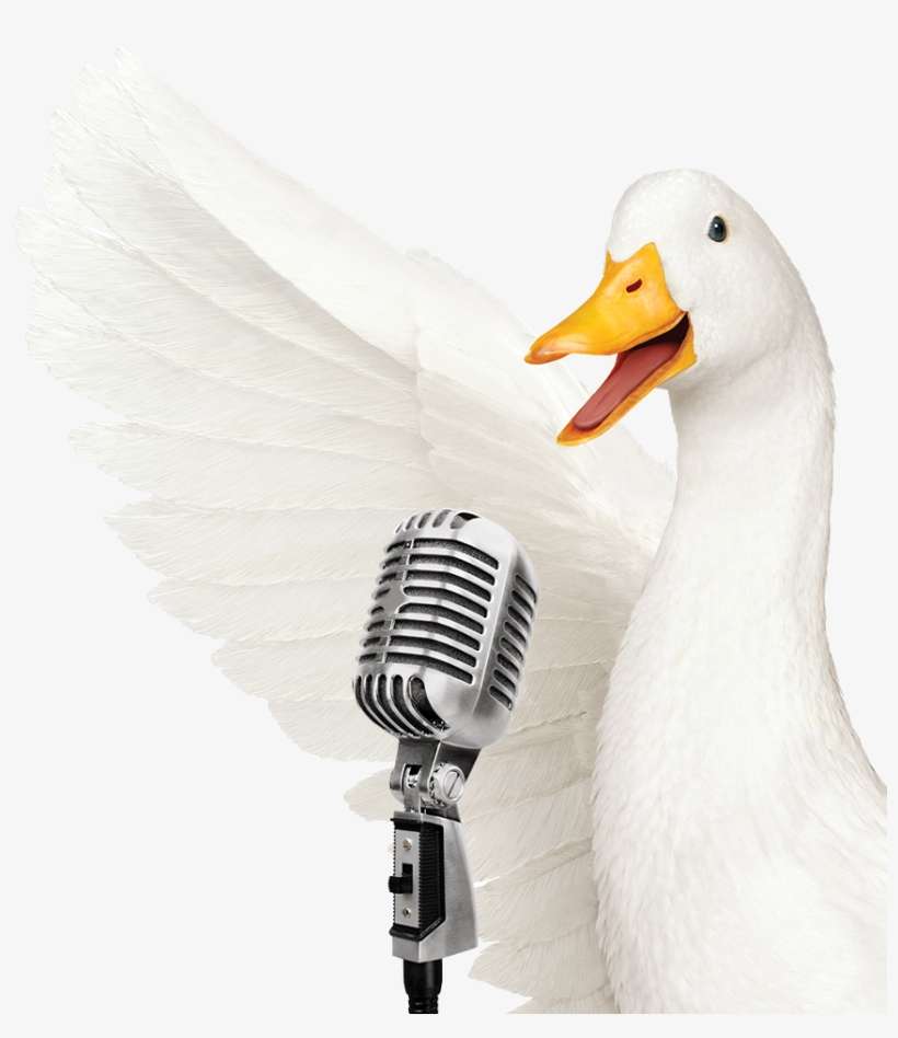 Duck, transparent png download