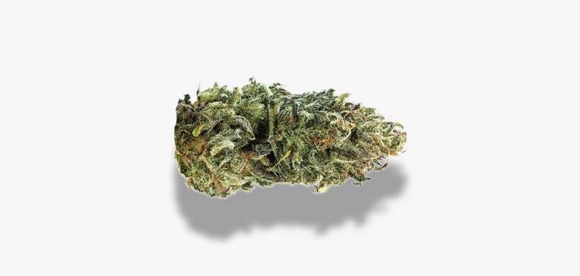 Cbd 20 - - Plant Pathology, transparent png download