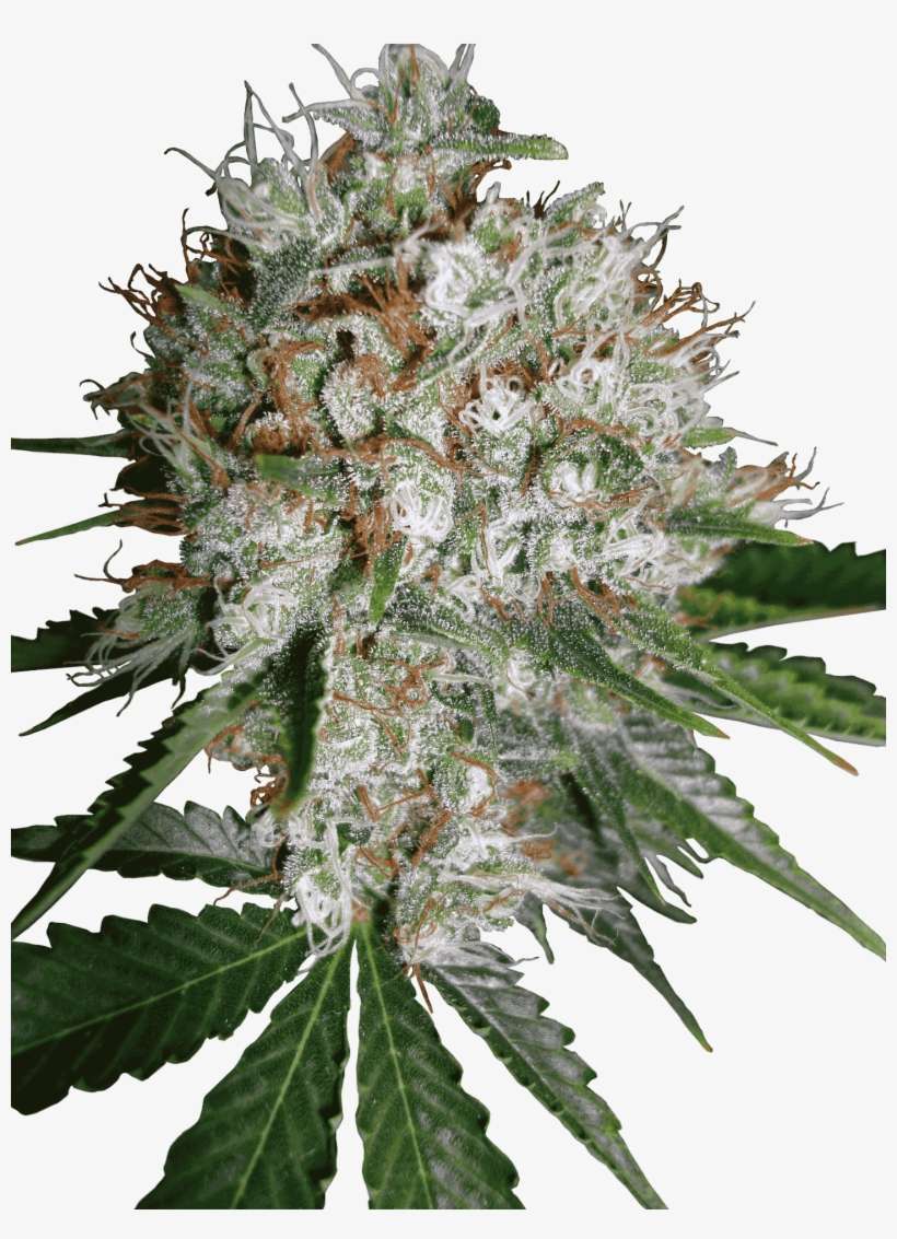Seedbank - Big Bud Xxl, transparent png download