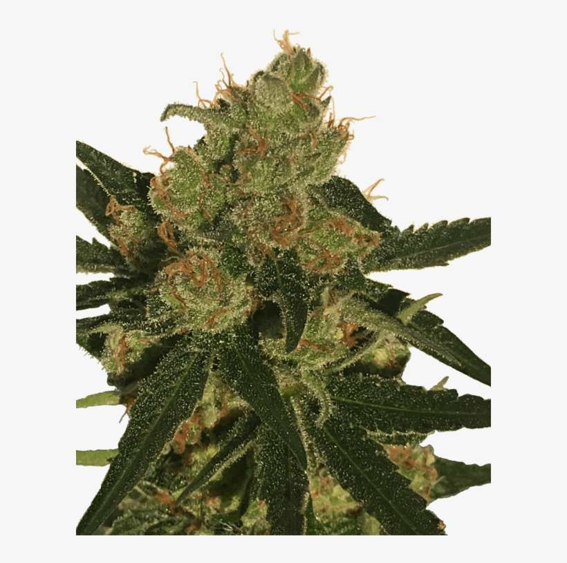 Cali Cure - Cali Cure Weed, transparent png download