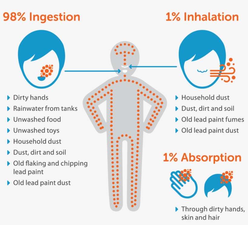 Main Exposure Pathways Of Lead - Diagram, transparent png download