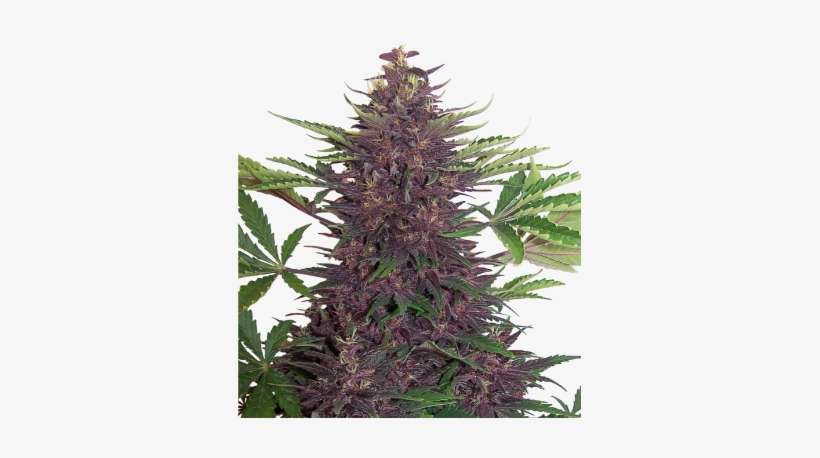 Entrevista A Buddha Seeds - Buddha Purple Kush Auto, transparent png download