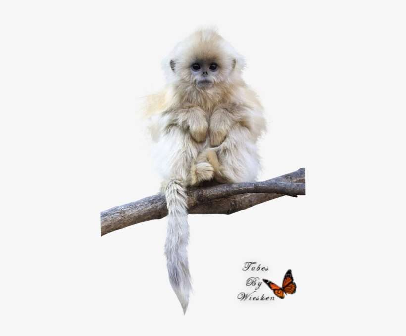 Dieren-wieskes Tube - Wildlife Photographer Of The Year Pocket Diary 2015, transparent png download