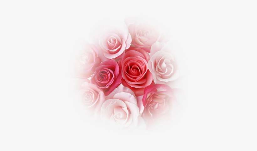 Rosas Png Tubes Picture Royalty Free Library - Rose, transparent png download