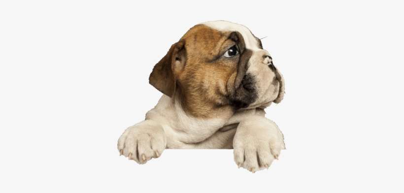 Bulldog Puppy-kaninesocial - Show Us Your Puppies, transparent png download