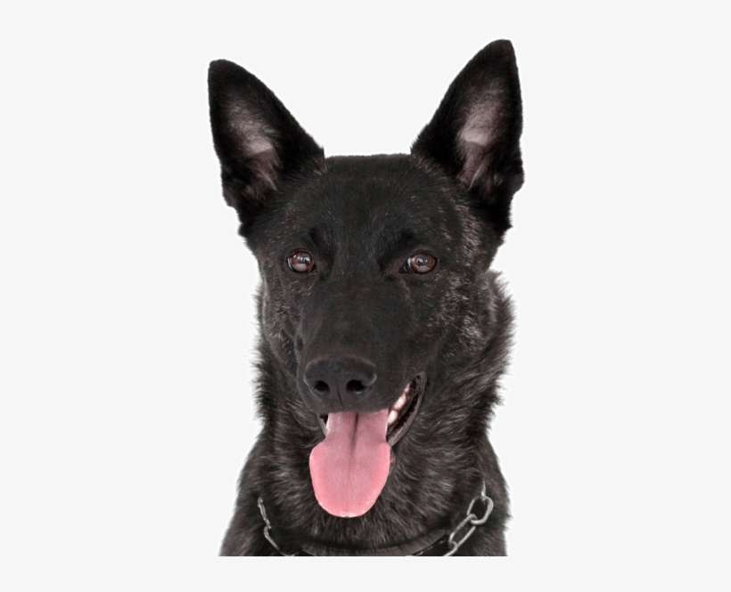 Dutch Shepherd - Dog Yawns, transparent png download
